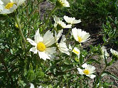 layia glandulosa